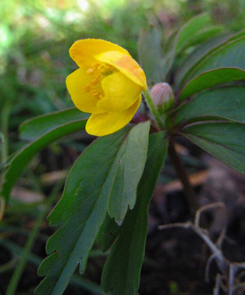  Image name: anemone comune4.jpg 
 width: 787 pixel 
 height: 949 pixel 
 Size: 72528 bytes 
 Click to enlarge 